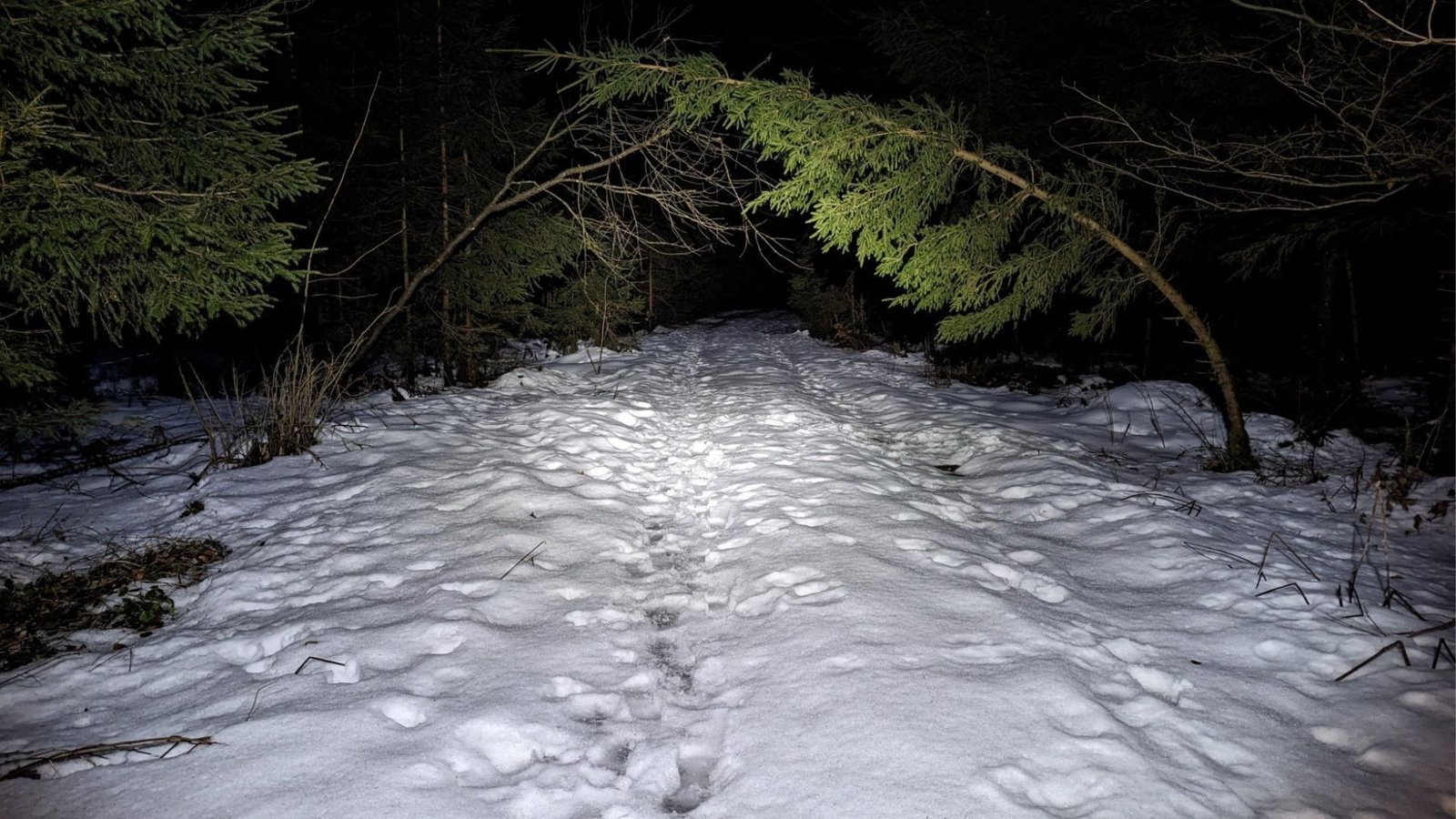 400 Lumen im Wald auf Schnee